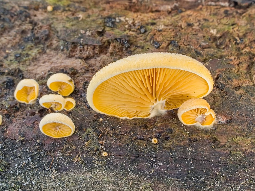 Phyllotopsis nidulans