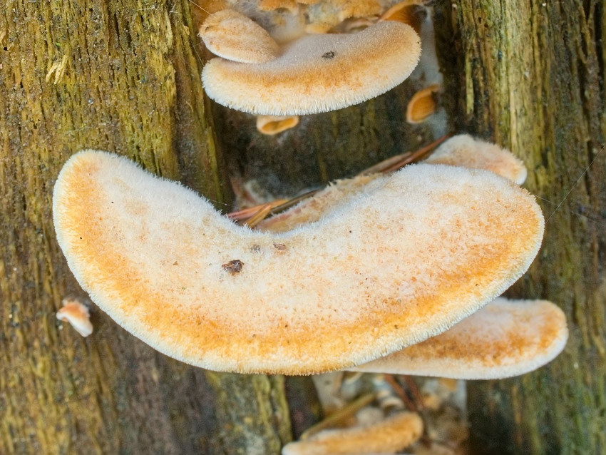 Phyllotopsis nidulans