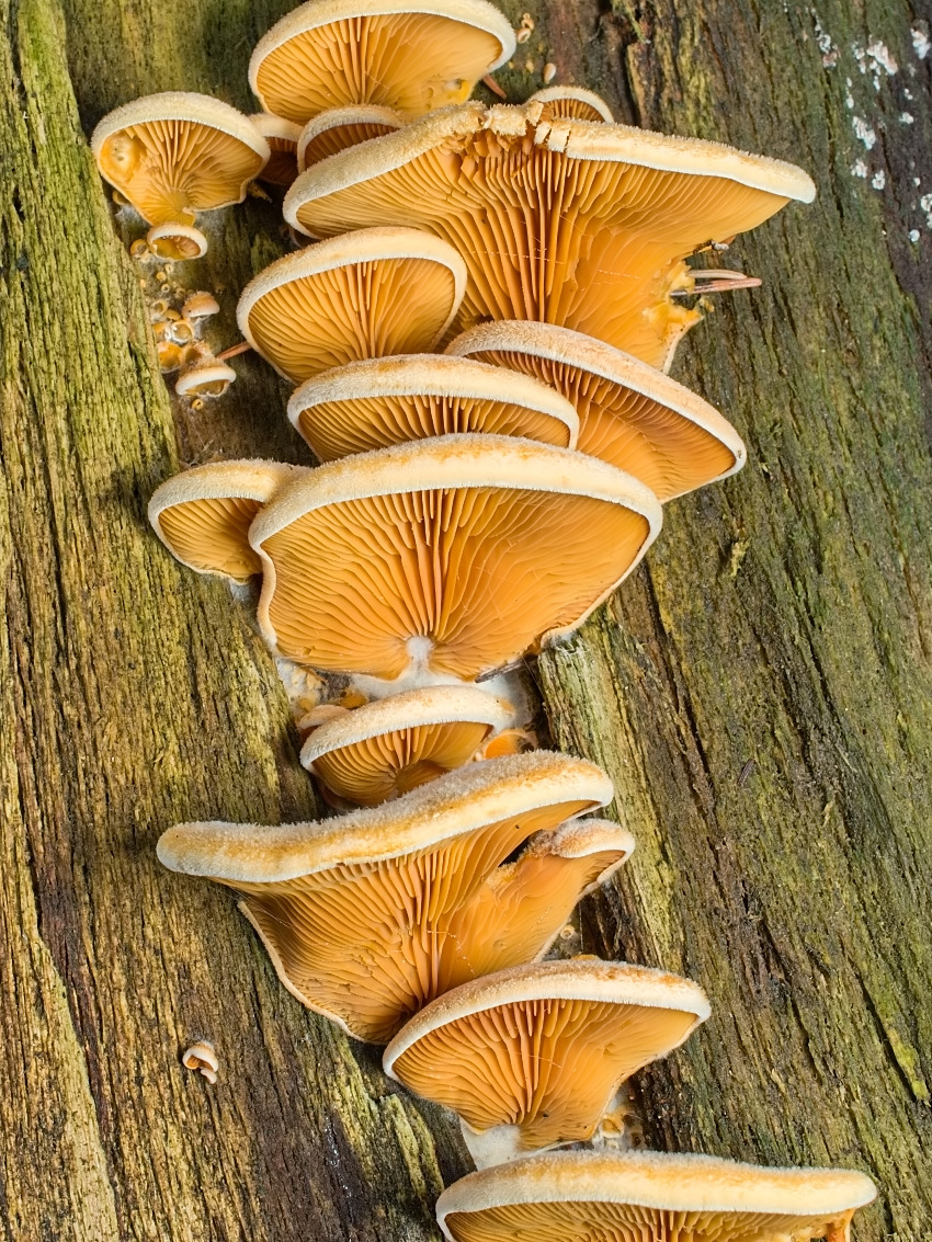 Phyllotopsis nidulans