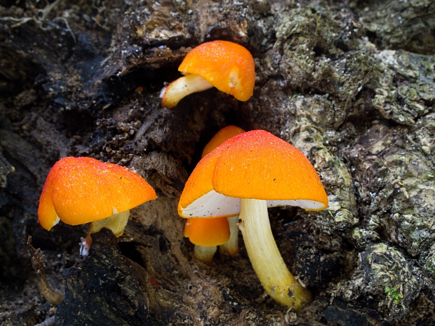 Pluteus aurantiorugosus