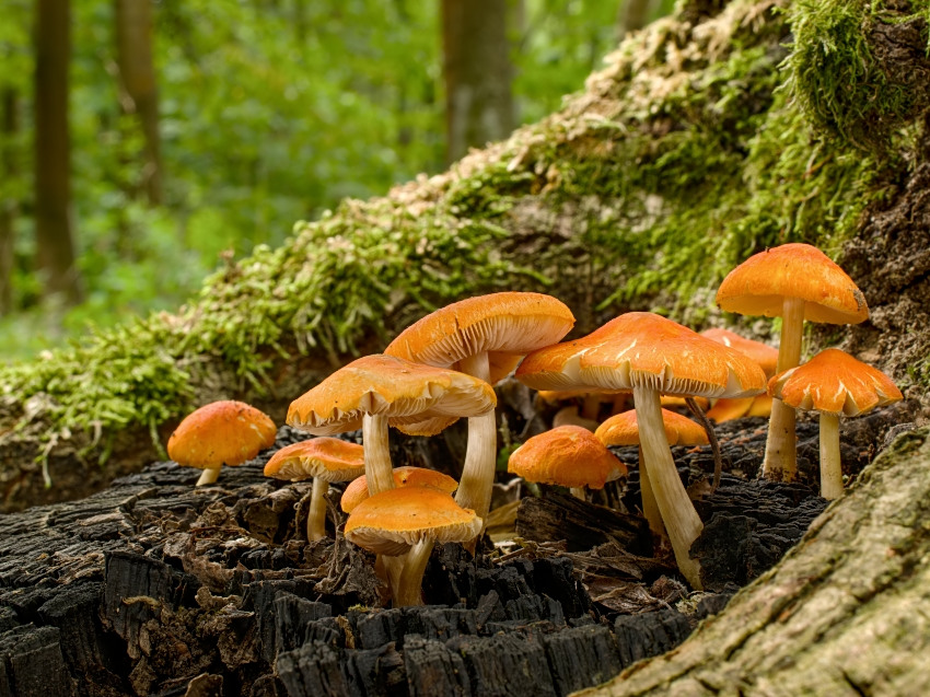 Pluteus aurantiorugosus