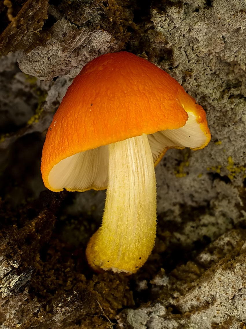 Pluteus aurantiorugosus