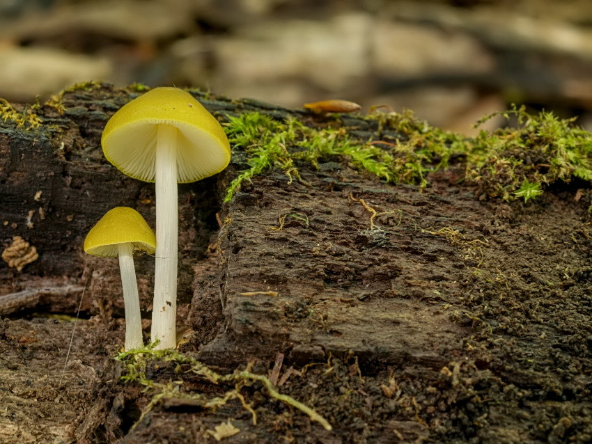 Pluteus chrysophaeus