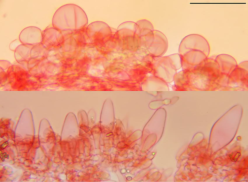 Pluteus chrysophaeus