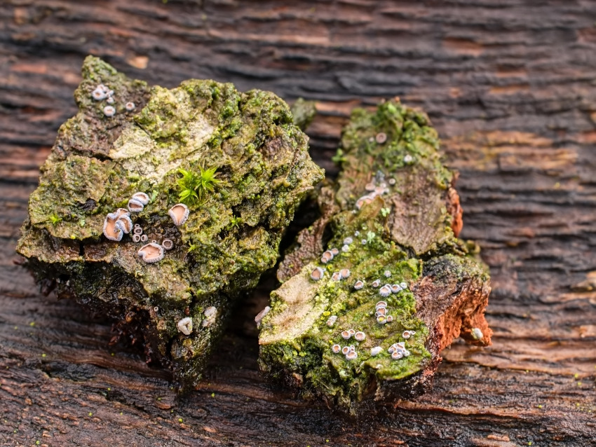 Proliferodiscus tricolor