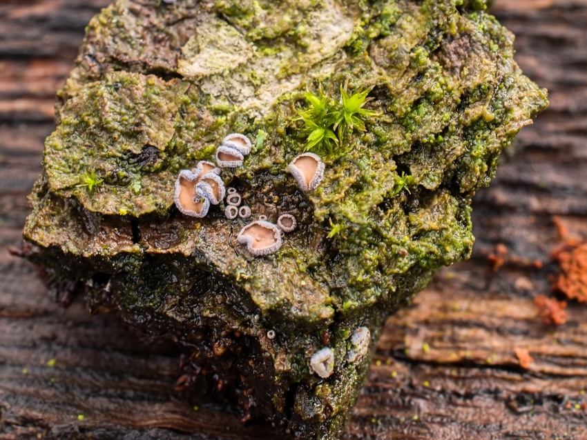 Proliferodiscus tricolor