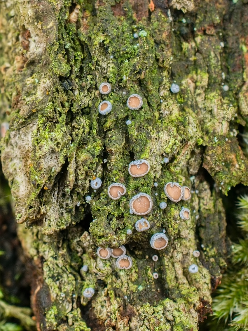Proliferodiscus tricolor
