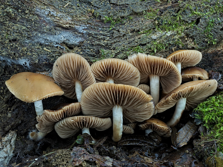 Psathyrella piluliformis