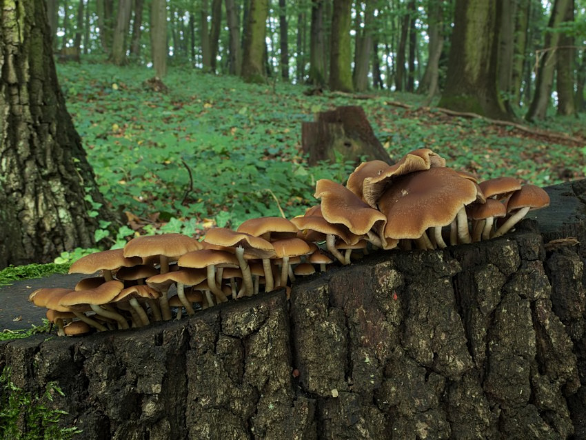 Psathyrella piluliformis