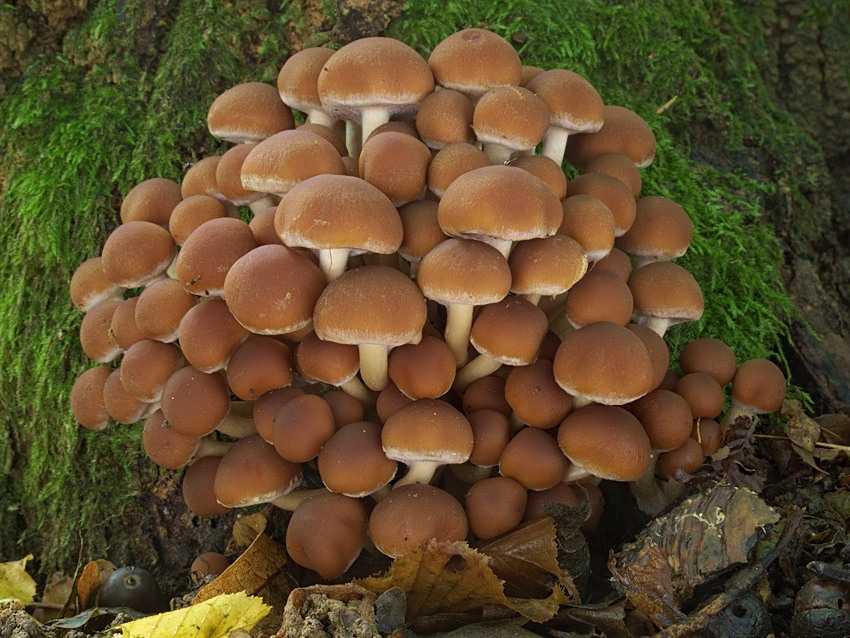 Psathyrella piluliformis