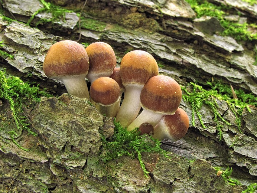 Psathyrella piluliformis