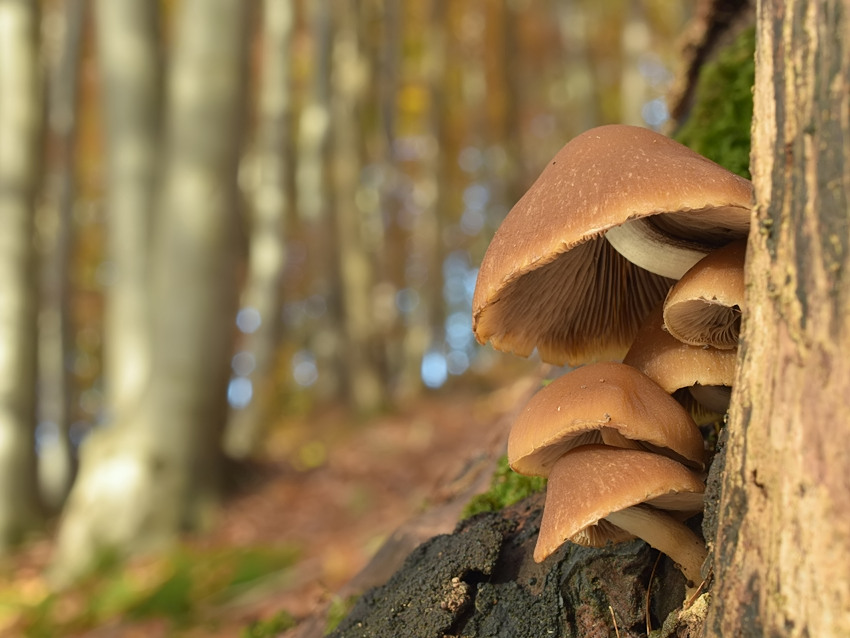 Psathyrella piluliformis