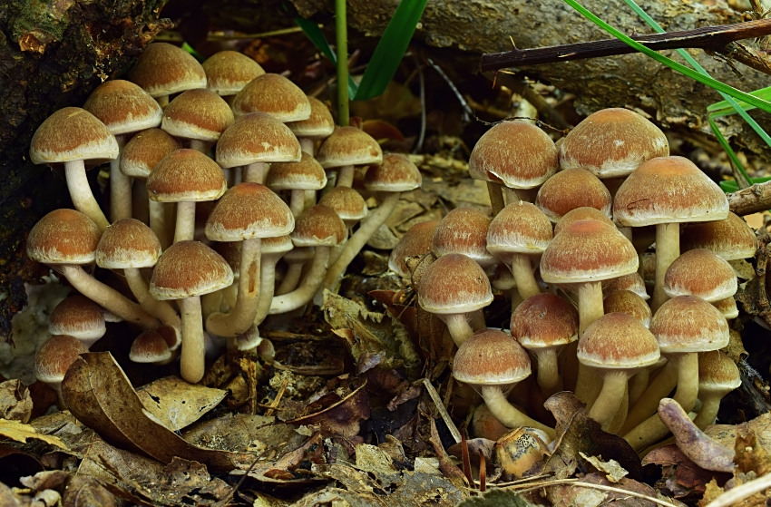 Psathyrella piluliformis