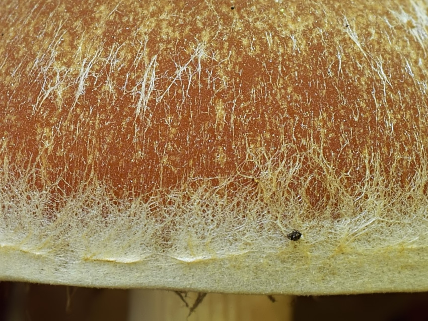 Psathyrella piluliformis