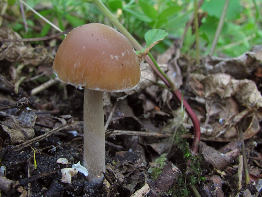 Psathyrella spadiceogrisea