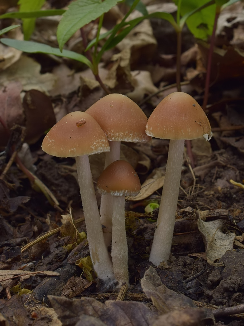 Psathyrella spadiceogrisea