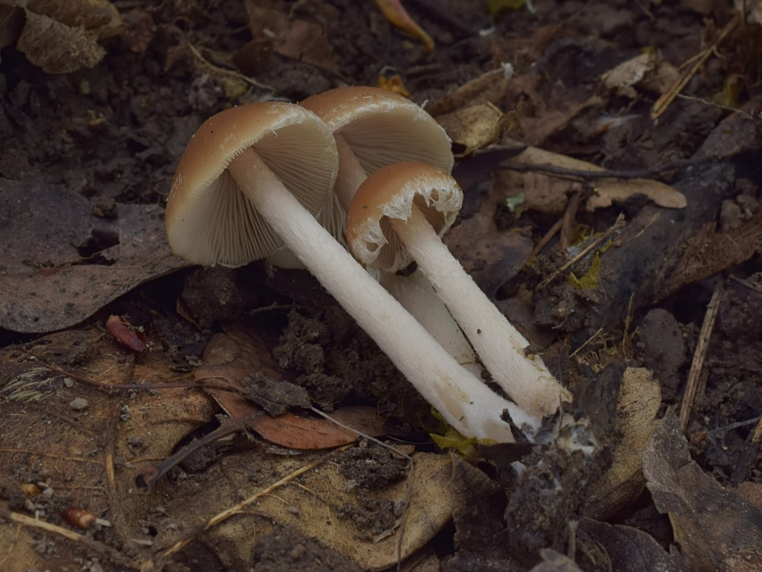 Psathyrella spadiceogrisea