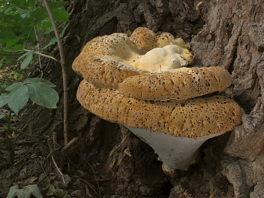 Pseudoinonotus dryadeus