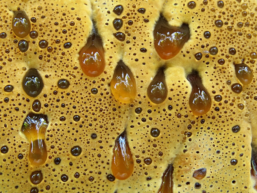 Pseudoinonotus dryadeus