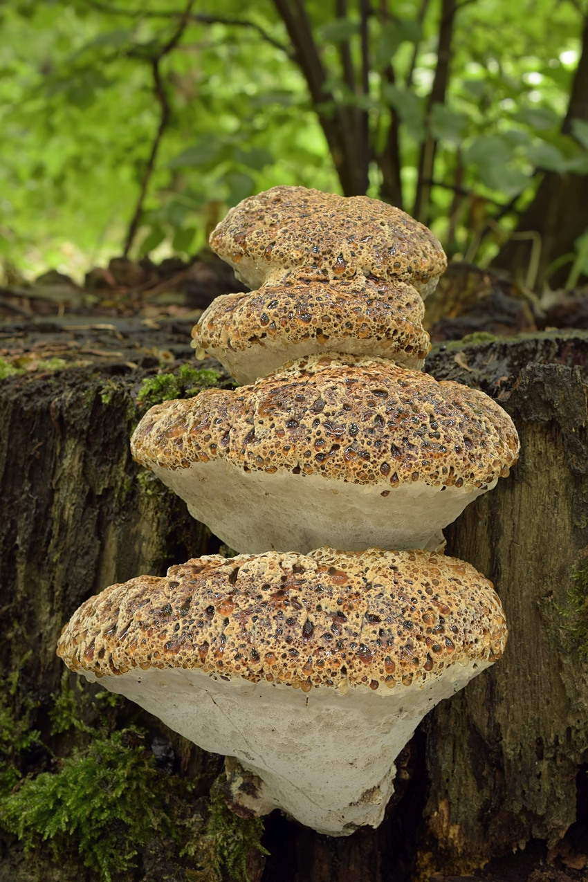 Pseudoinonotus dryadeus