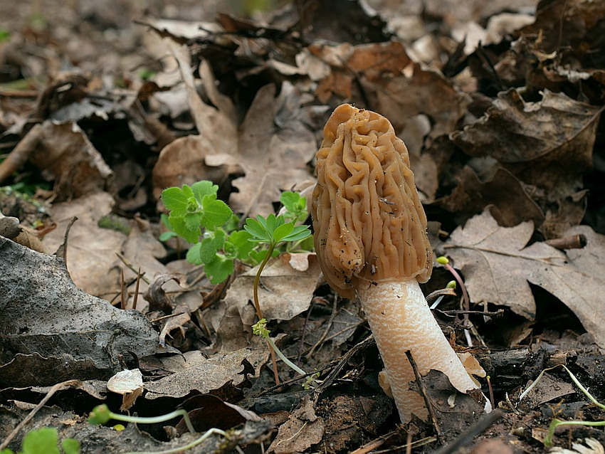 Ptychoverpa bohemica