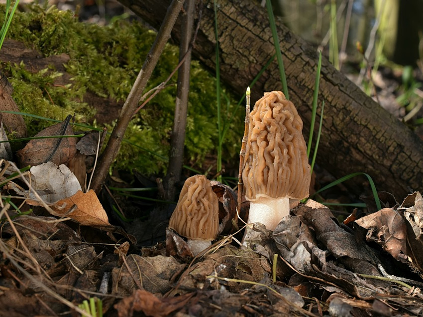 Ptychoverpa bohemica