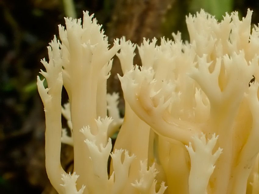 Ramaria myceliosa