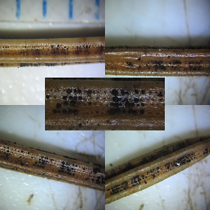 Rhizosphaera kalkhoffii