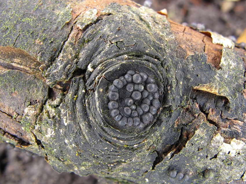 Rosellinia corticium