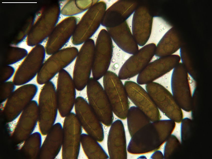 Rosellinia corticium