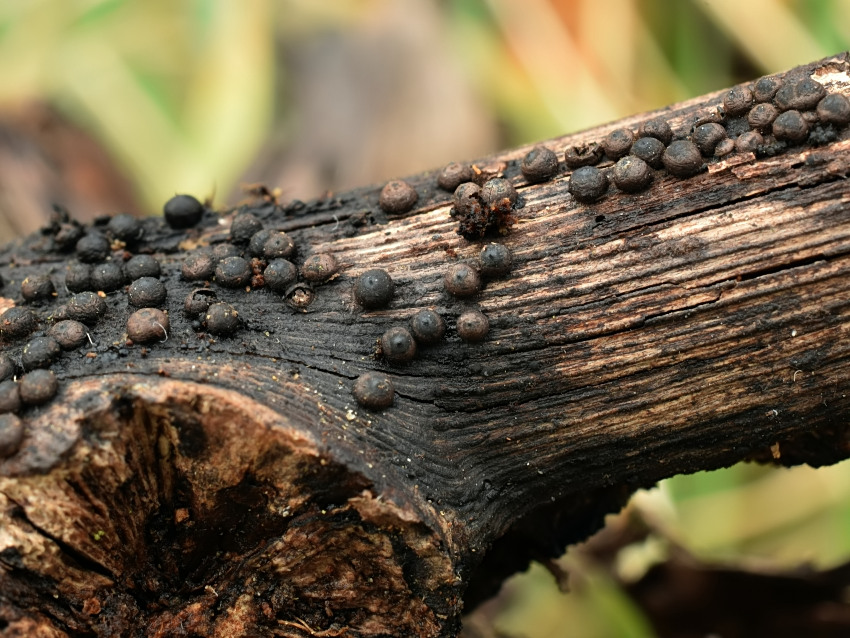 Rosellinia corticium