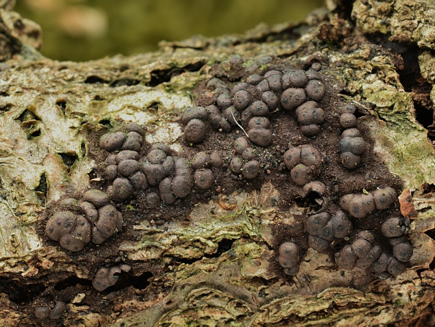 Rosellinia corticium