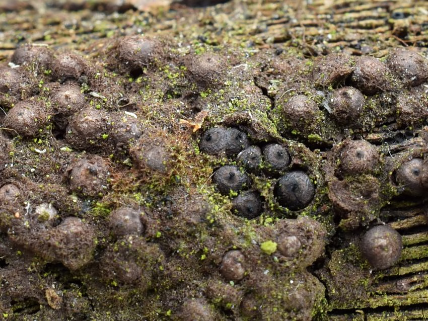 Rosellinia corticium