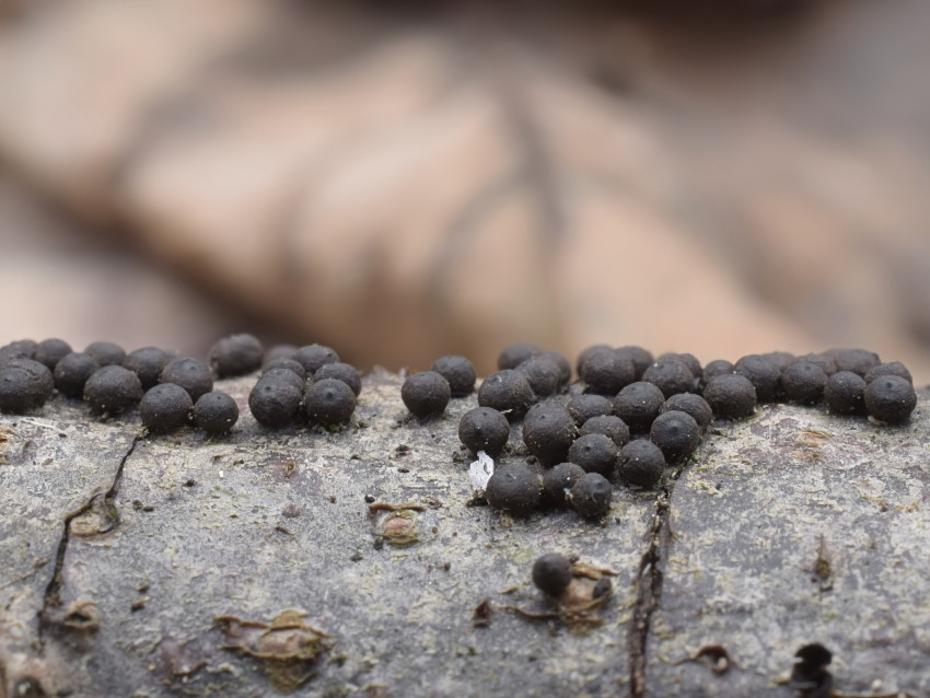 Rosellinia corticium