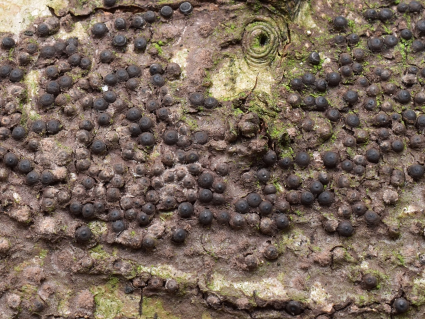 Rosellinia corticium