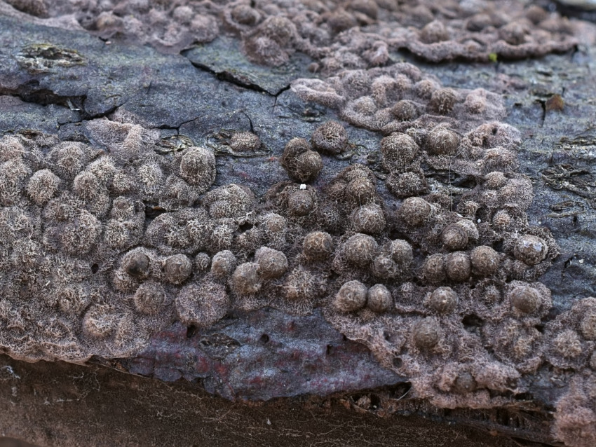 Rosellinia corticium