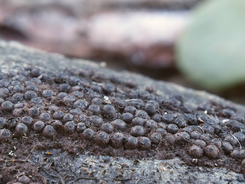 Rosellinia corticium