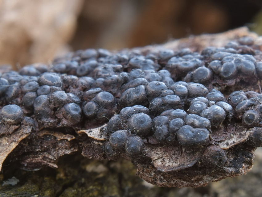 Rosellinia corticium