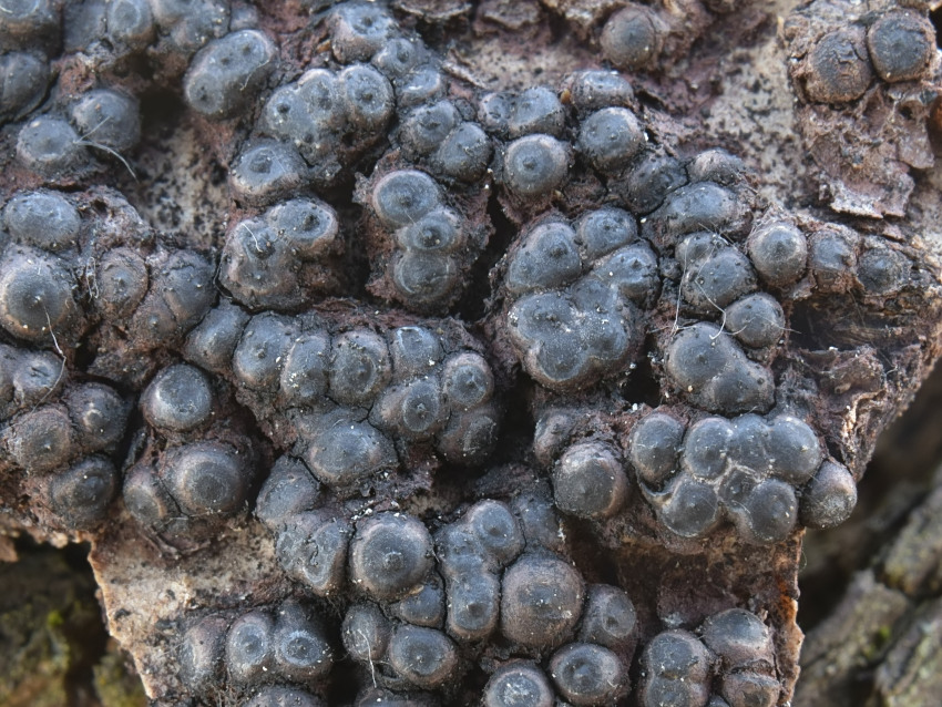 Rosellinia corticium