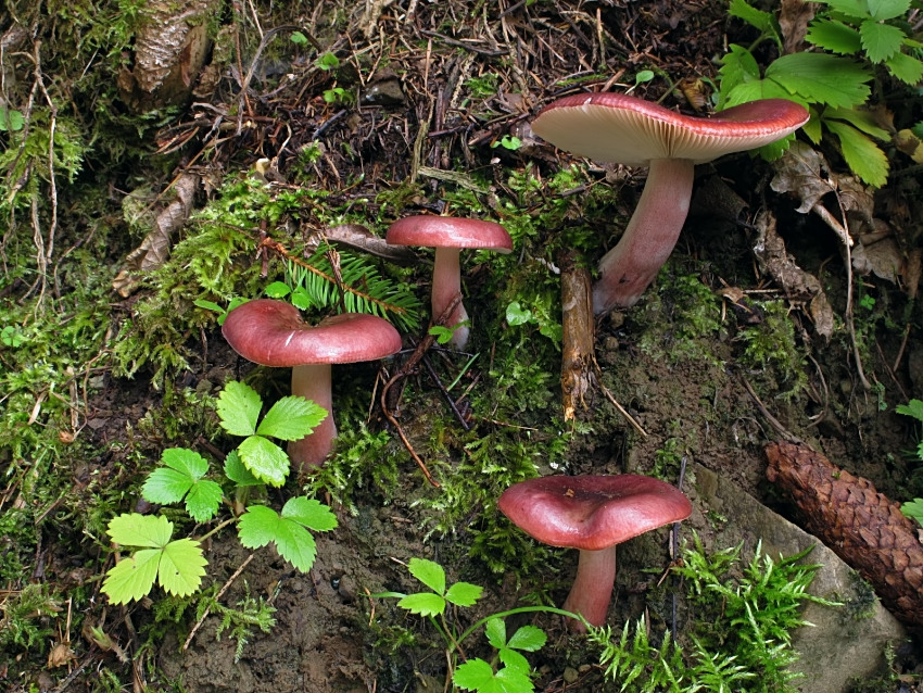 Russula queletii