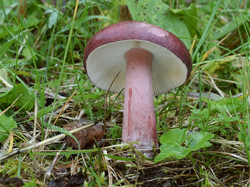 Russula queletii