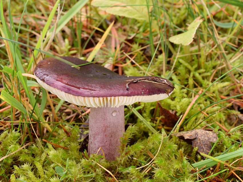 Russula torulosa