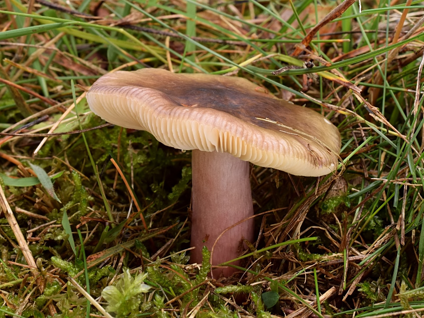Russula torulosa