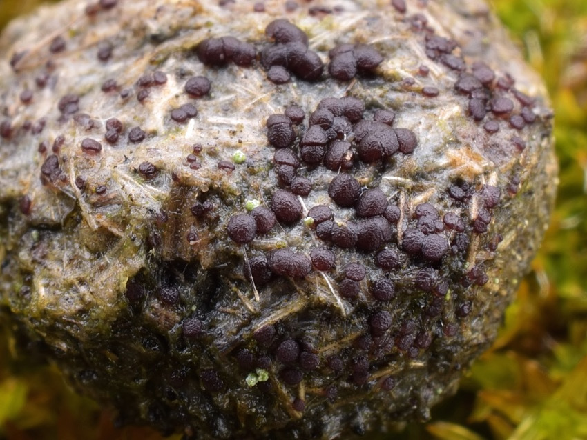 Saccobolus versicolor