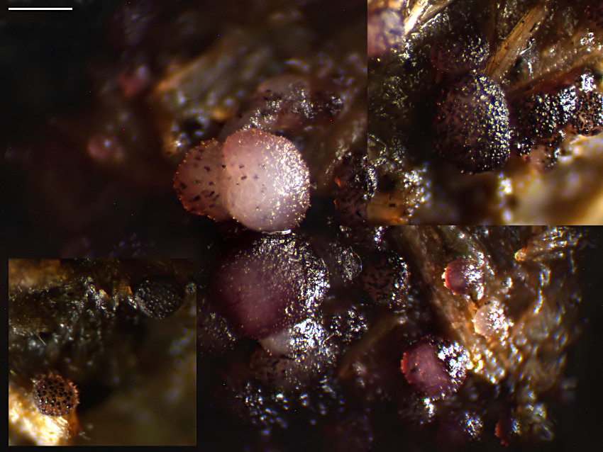 Saccobolus versicolor