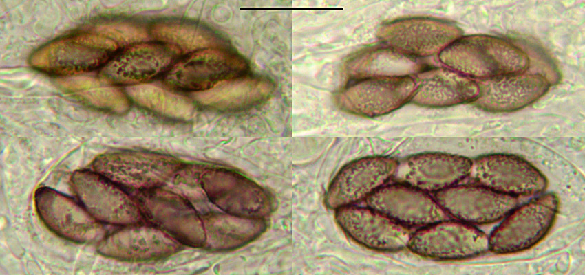 Saccobolus versicolor