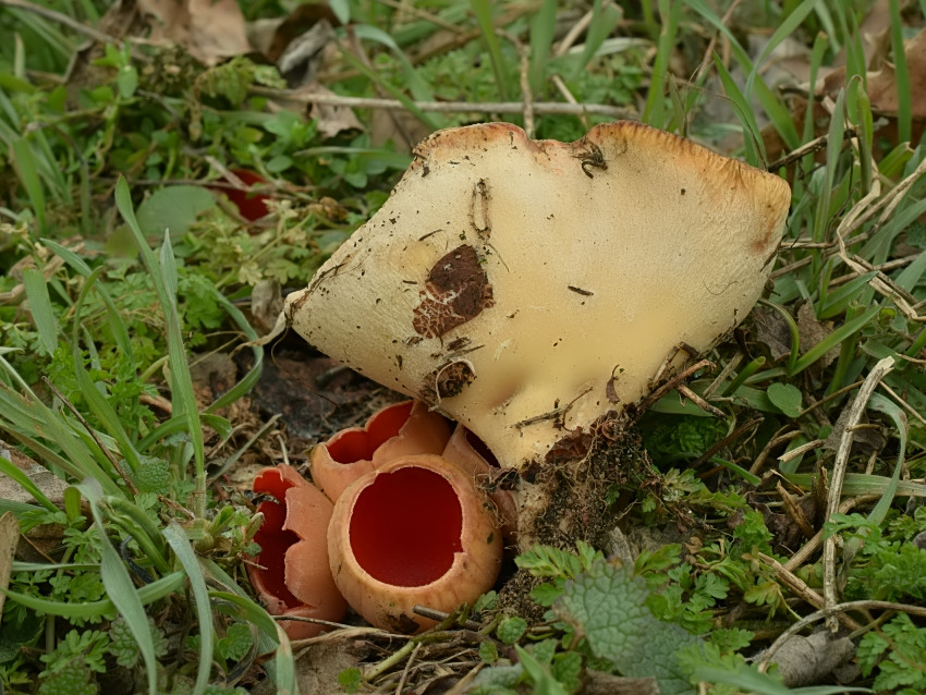 Sarcoscypha austriaca