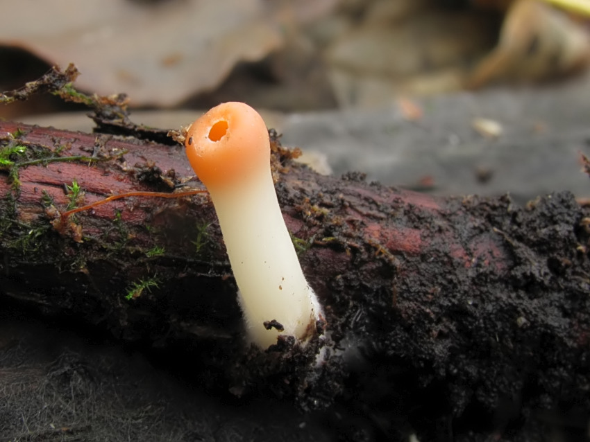 Sarcoscypha austriaca