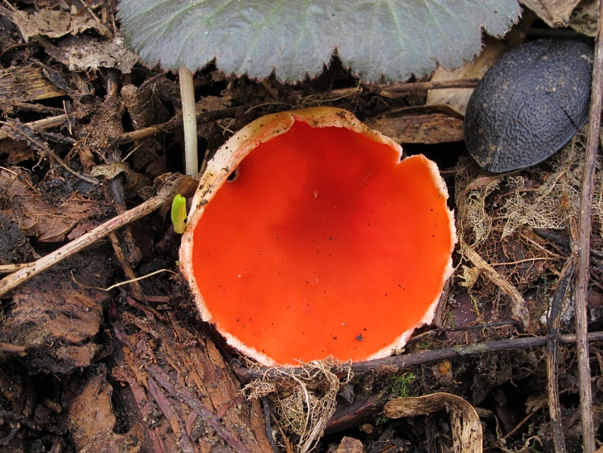 Sarcoscypha austriaca