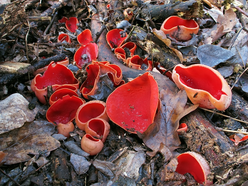 Sarcoscypha austriaca